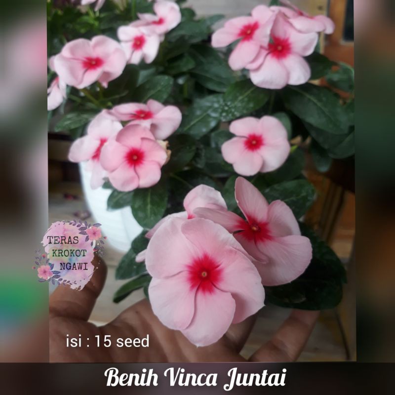 Vinca Import Juntai Benih Biji Bunga Tanaman Hias Tapak Dara