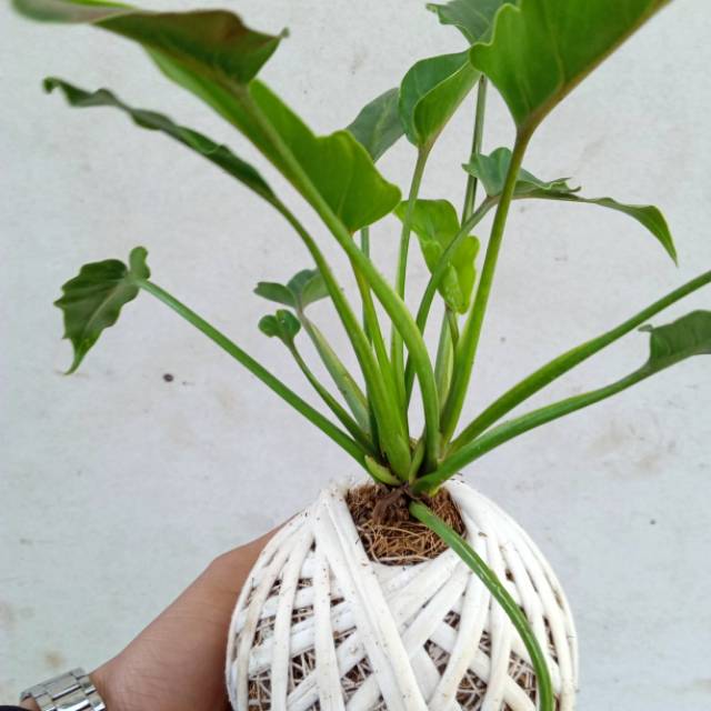 philodendron xanadu