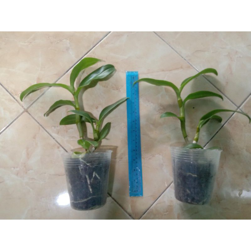 Anggrek dendro inaraya red dewasa