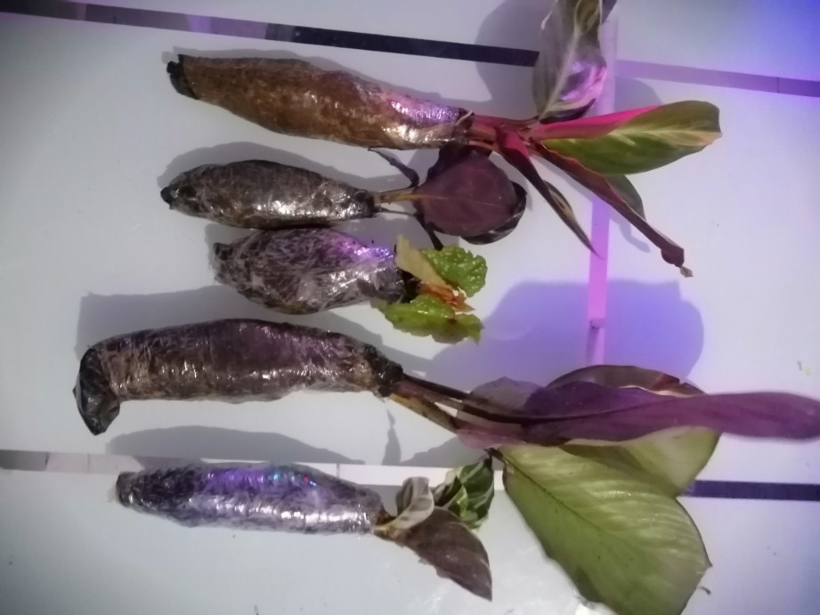 Tanaman Hias Calathea Murah Calathea Black Lipstik