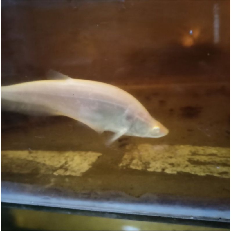 ikan belida albino