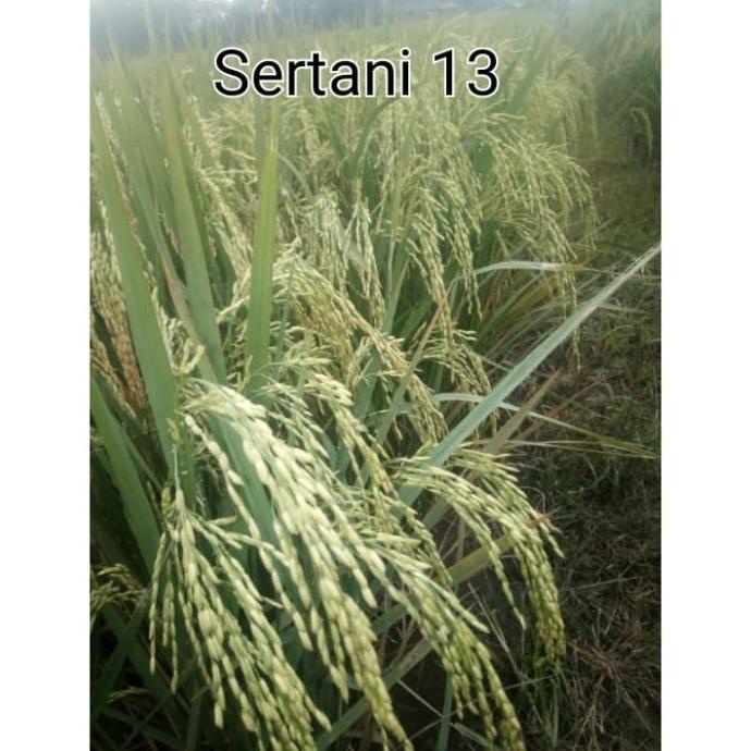 benih bibit padi unggul padi SERTANI 13 paling banyak Tonase berasnya