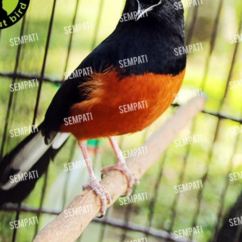 ✵ NANJUNG 105 VOER PELET EBOD JAYA PAKAN BURUNG JUARA LOMBA UNTUK MURAI KACER POKSAY CENDET ANIS ۞