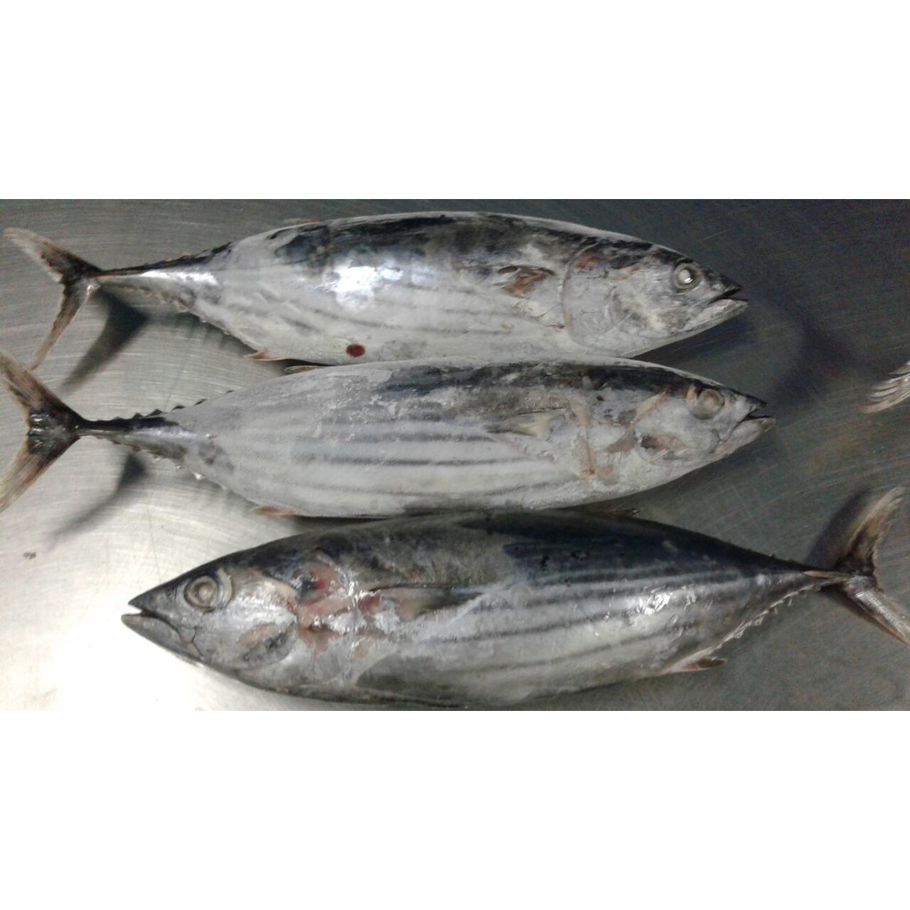 

Resep Ikan Cakalang (Jual Cakalang Fresh Segar U/ Bahan Resep Cakalang)