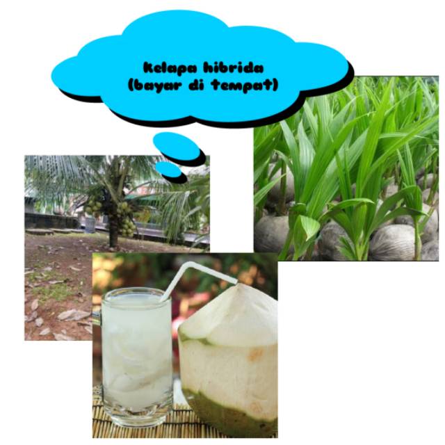 Bibit kelapa hibrida genjah