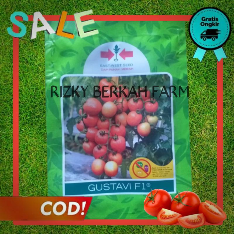 COD_Benih Biji Bibit Tanaman Buah Tomat/Tomato Bulat Lonjon Bumbu Sayur Dataran Rendah Murah Gustavi