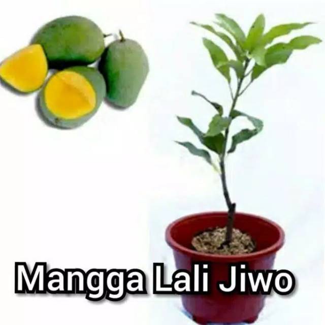 BIBIT MANGGA LALI JIWO