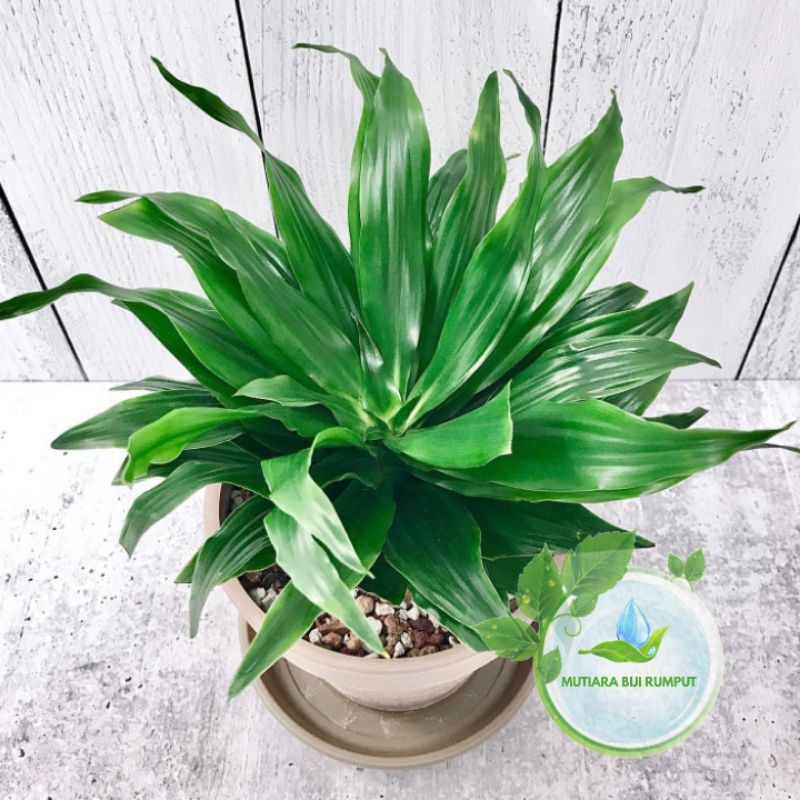 tanaman hanjuang kemoceng-tamana hias kemoceng