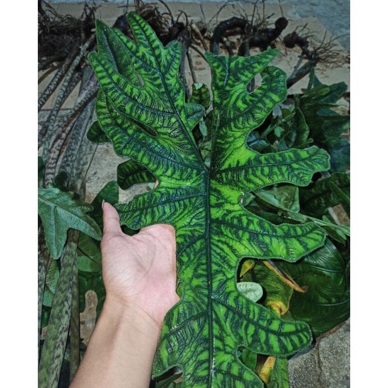 Bonggol Alocasia jacklyn (bonggol alocasia tandu rusa)