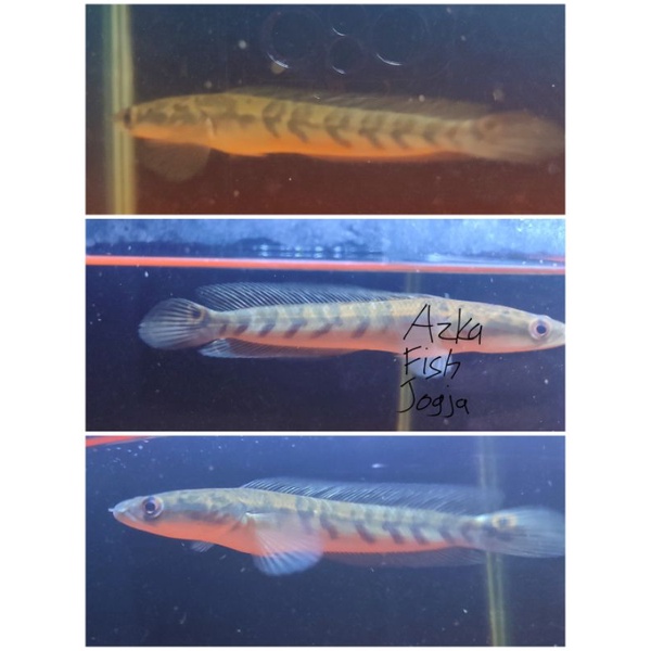 Yellow Sentarum YS GRADE A bar simet rapi bersih