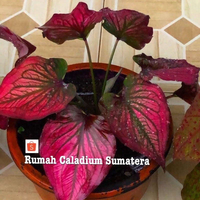 Keladi hias bibit Tanaman hias keladi caladium  infinity 