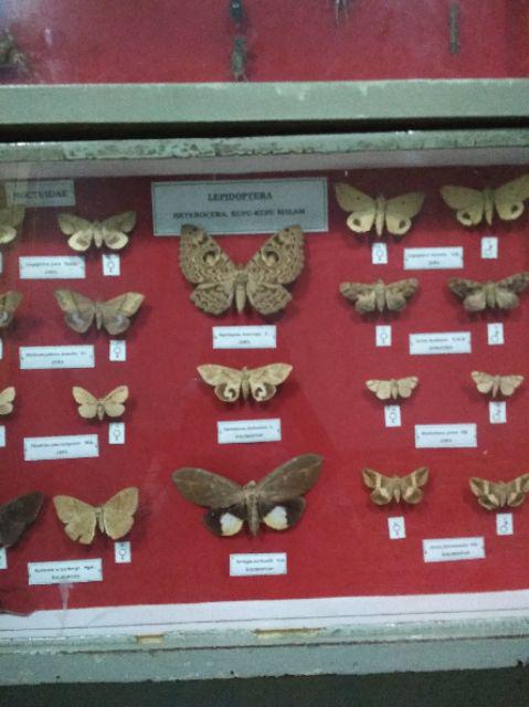 Maura Couple - Sania Ruffle Batik Couple Ori Ndoro Jowi Dnt Garansi Termurah Shopee - Talita Widuri