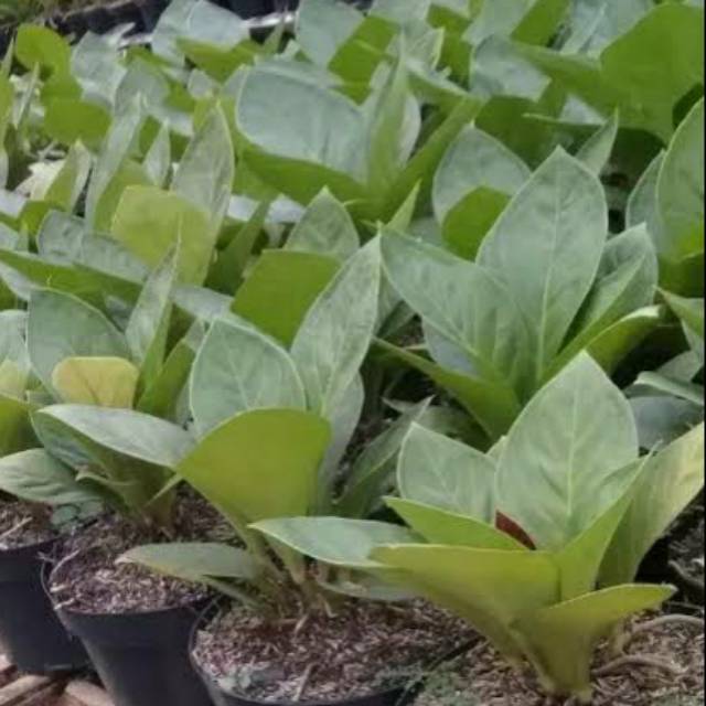 Pohon antorium jemani