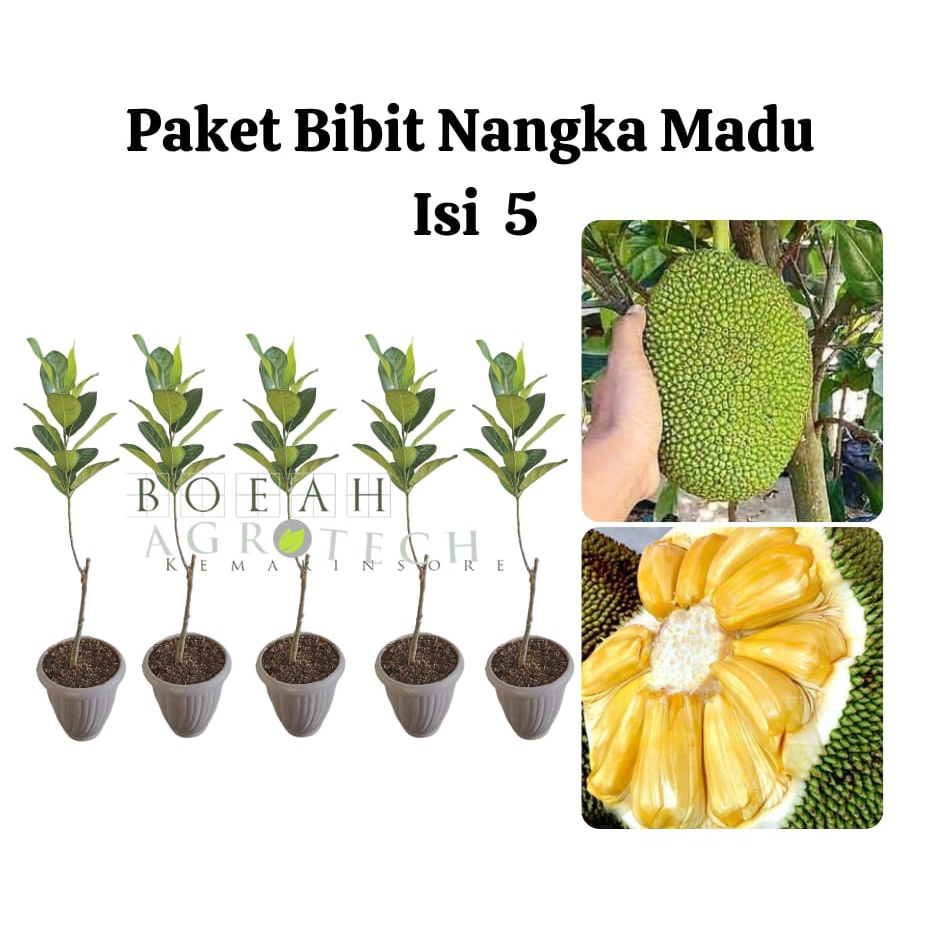 Paket Hemat Bibit Nangka Madu Okulasi Isi 5 Bonus Bibit Strawberry+Polibag