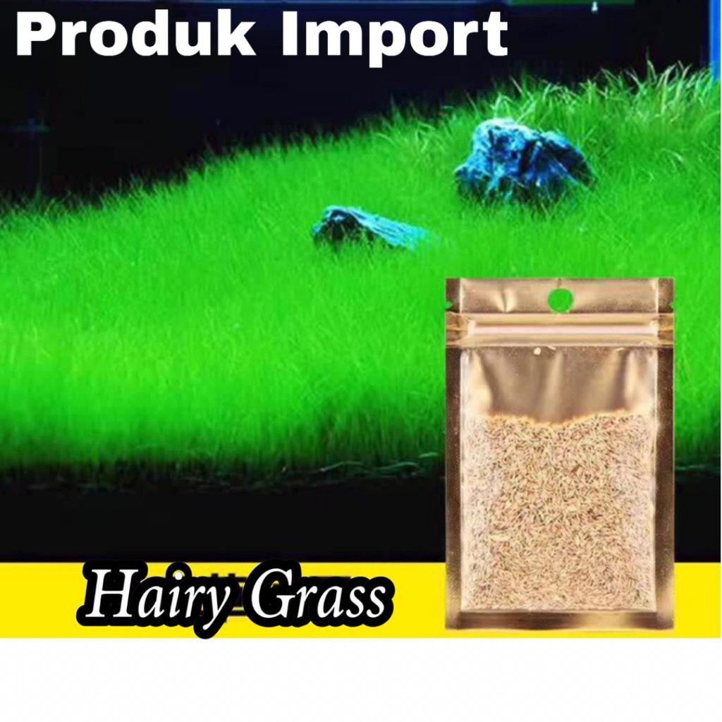 Tanaman Air Aquascape Bibit Tanaman Mini Hair Grass Hairgrass Rumput Hair Grass