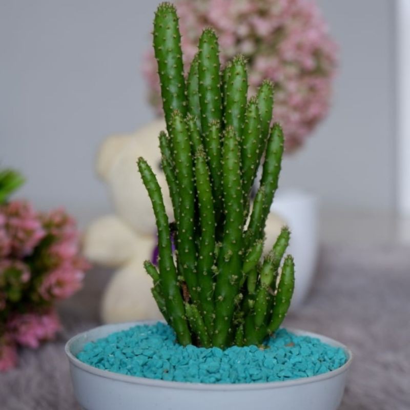 Tanaman Hias Euphorbia Ingens Terakota