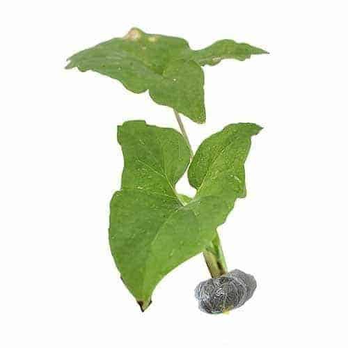 Tanaman Obat Keladi Tikus Asli Langka