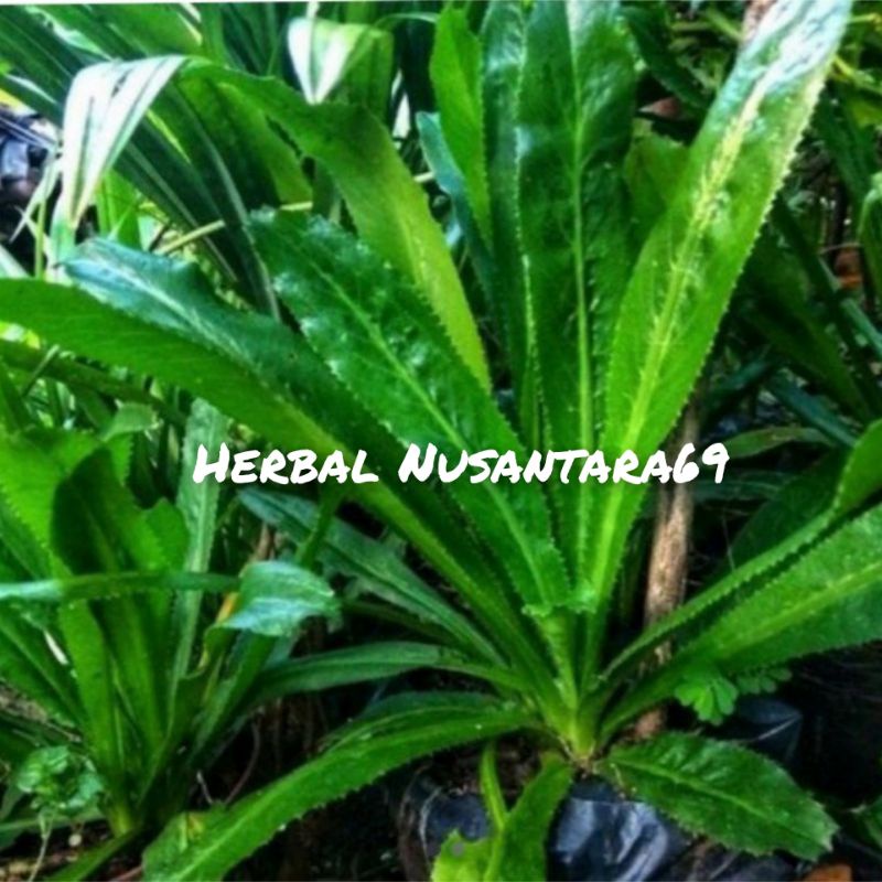 

Ready 500gr Daun Walang Sangit Segar Untuk Herbal&Herbal