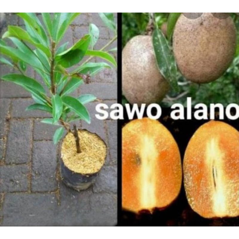 bibit sawo alano jumbo