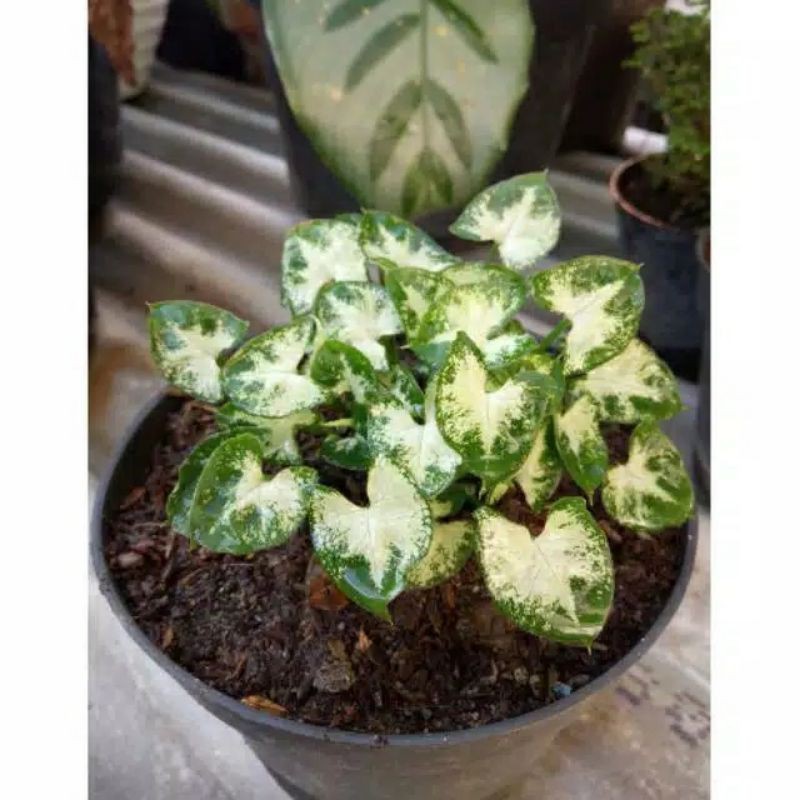 PROMO bunga hidup keladi mini singonium keladi mini keladi liliput tanaman hias bunga hidup Taman St