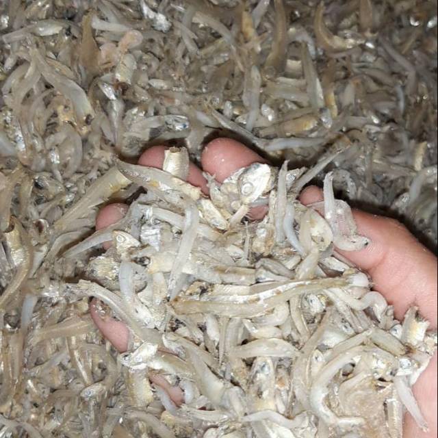 

Teri Bintiau grade A 1kg murah