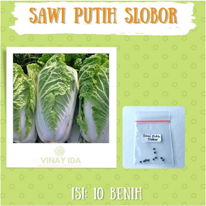 BENIH BIBIT SAWI PUTIH SLOBOR