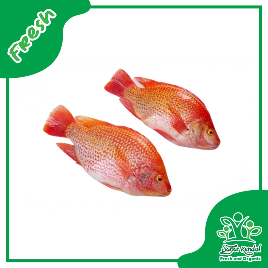 

Ikan Nila Merah - Sayur Kendal