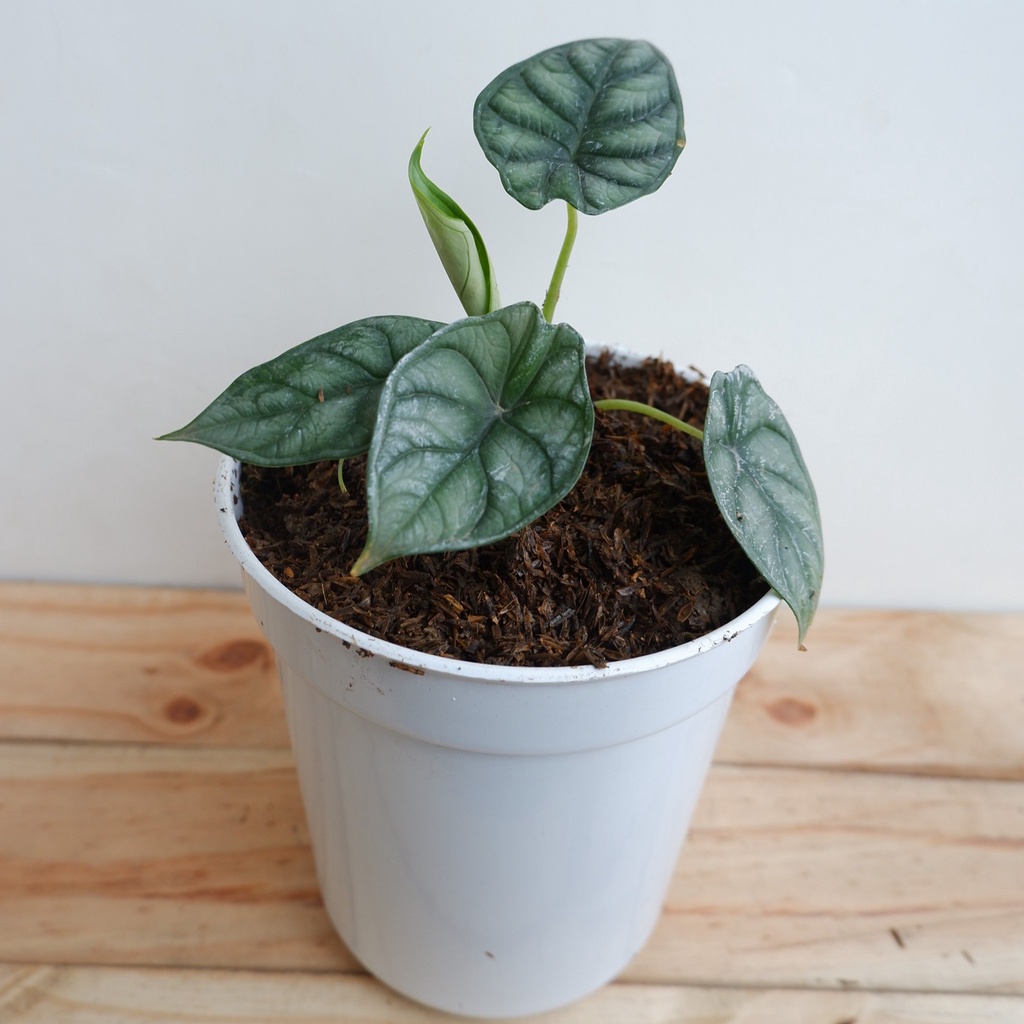 Alokasia Silver Dragon - Alocasia - Keladi - Tanaman Hias