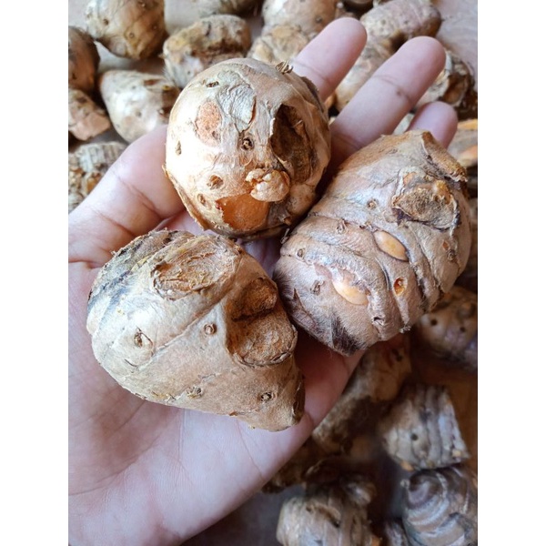 

empu kunyit 1kg/kunyit kuning segar/kunir