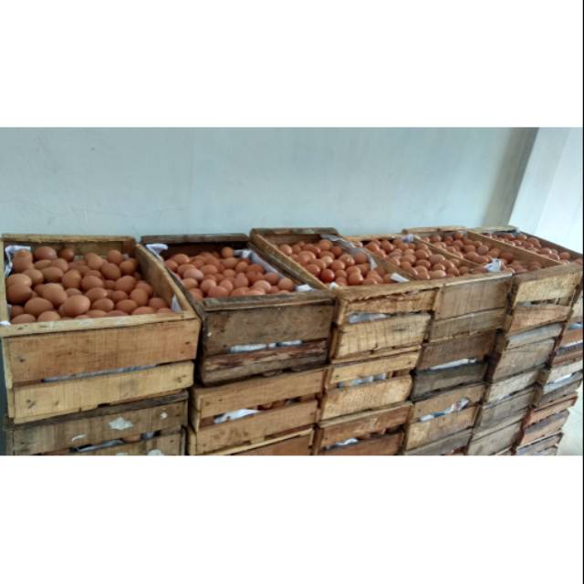 

telur ayam