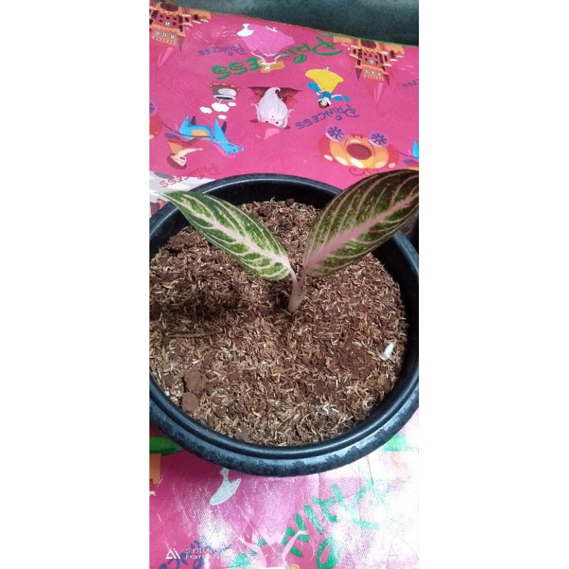 

Red sumatra,pride of sumatra/bibit