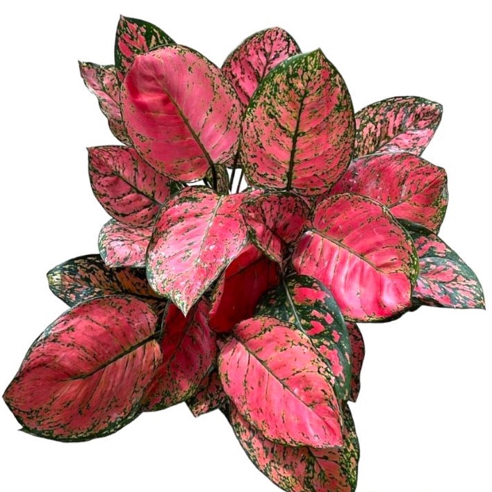 aglonema lady valentin