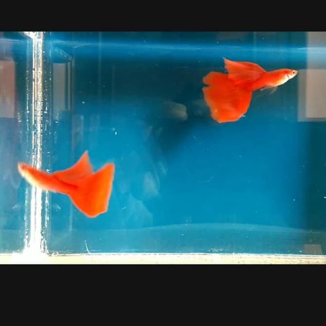 Silahkan Order] Ikan Guppy Afr Pasangan