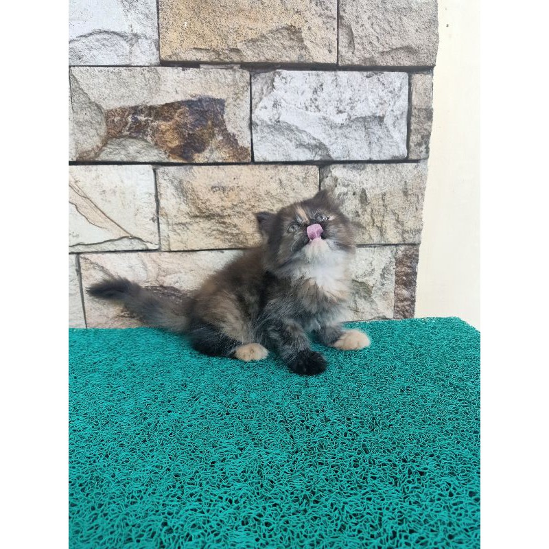 Persia medium betina