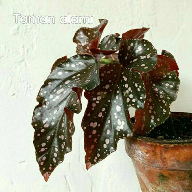 Tanaman Hias Begonia Mocca Pohon Begonia Mocca Shopee Indonesia