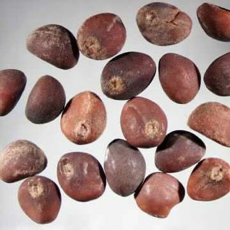 

biji kangkung welahan