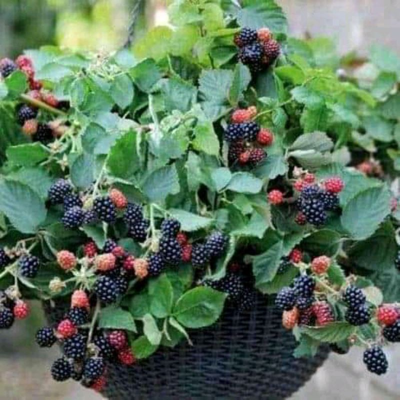 Bibit tanaman buah blackberry/pohon blackberry