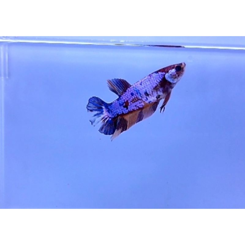 Ikan Cupang Hias Female Giant Nemo Candy (Nice Color)