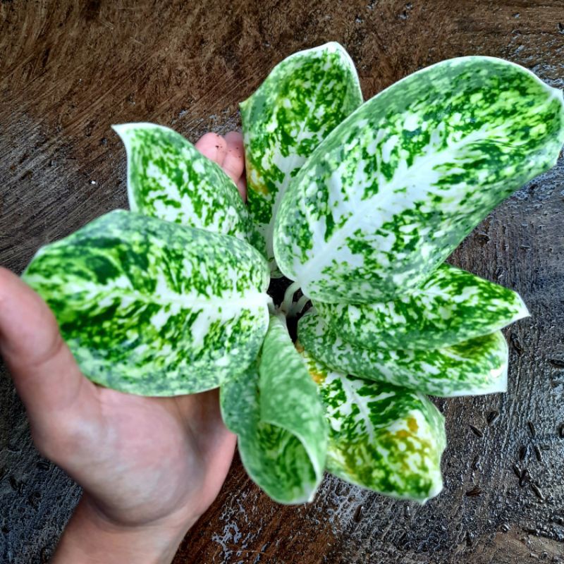 Tanaman Hias Bunga Aglaonema Murah Aglonema MilkyWay