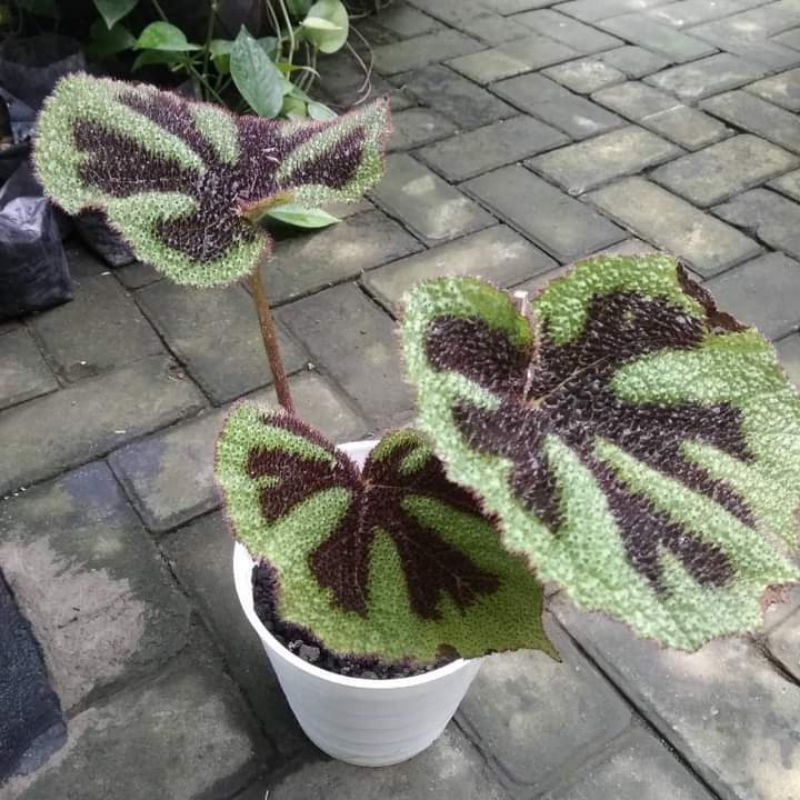ID BEGONIA MANSONIANA - BEGONIA KARPET
