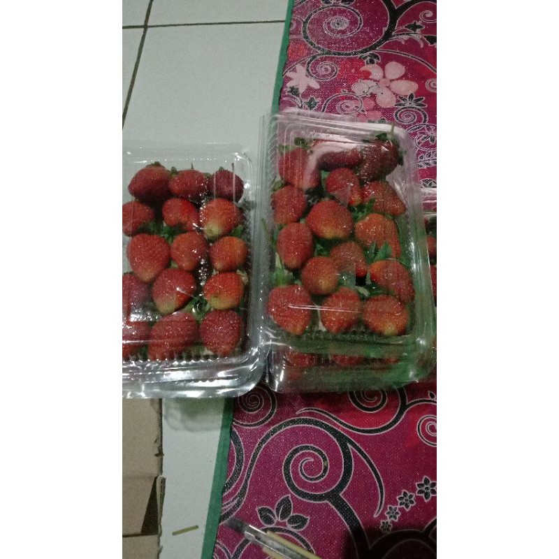 

STOWBERRY SEGAR