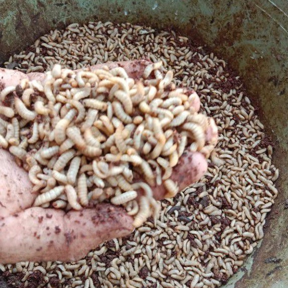 blatung maggot hidup fress langsung dari kandang 1kg.