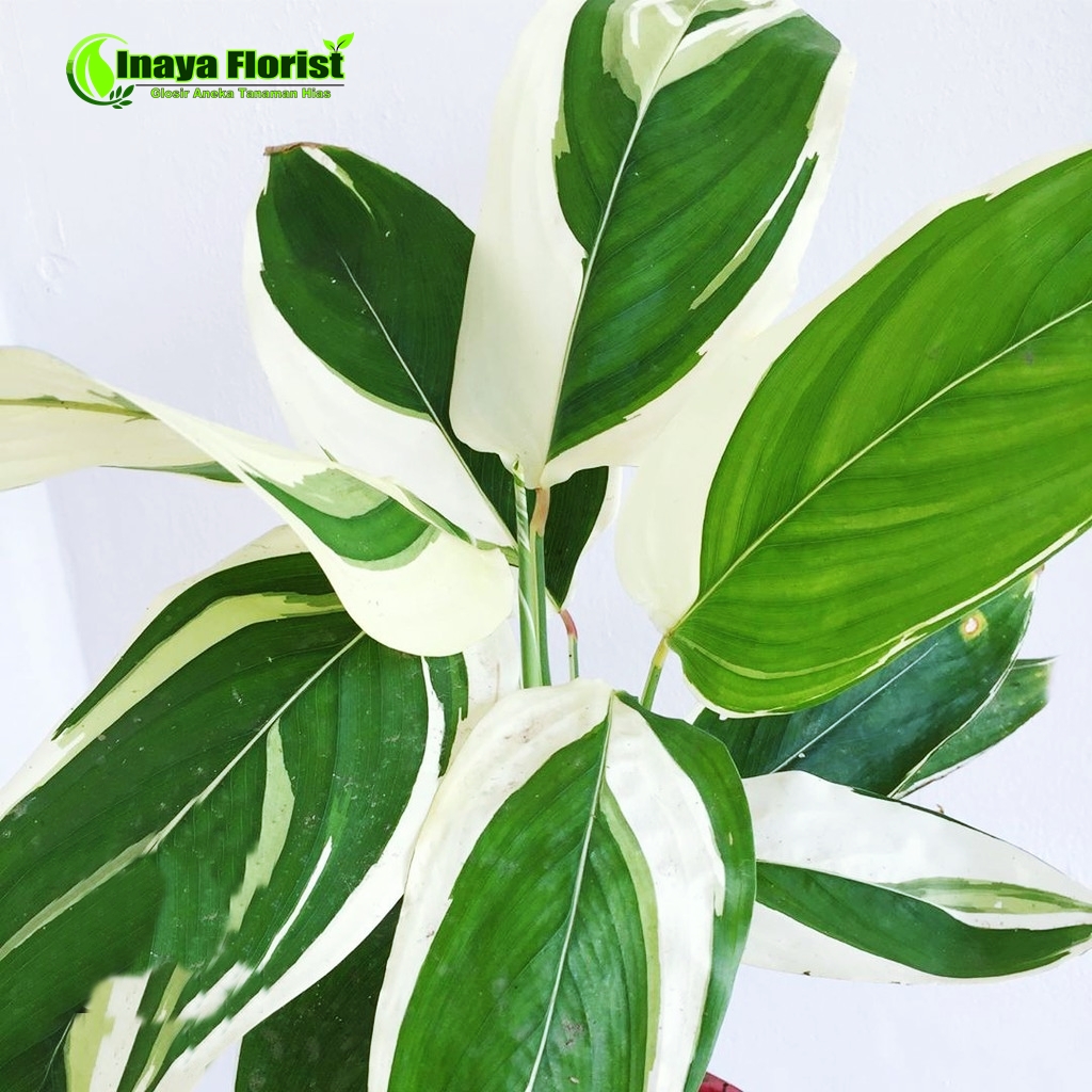 TANAMAN HIAS MARANTA ARUNDINACEA VARIEGATA ( MARANTA SAGU )