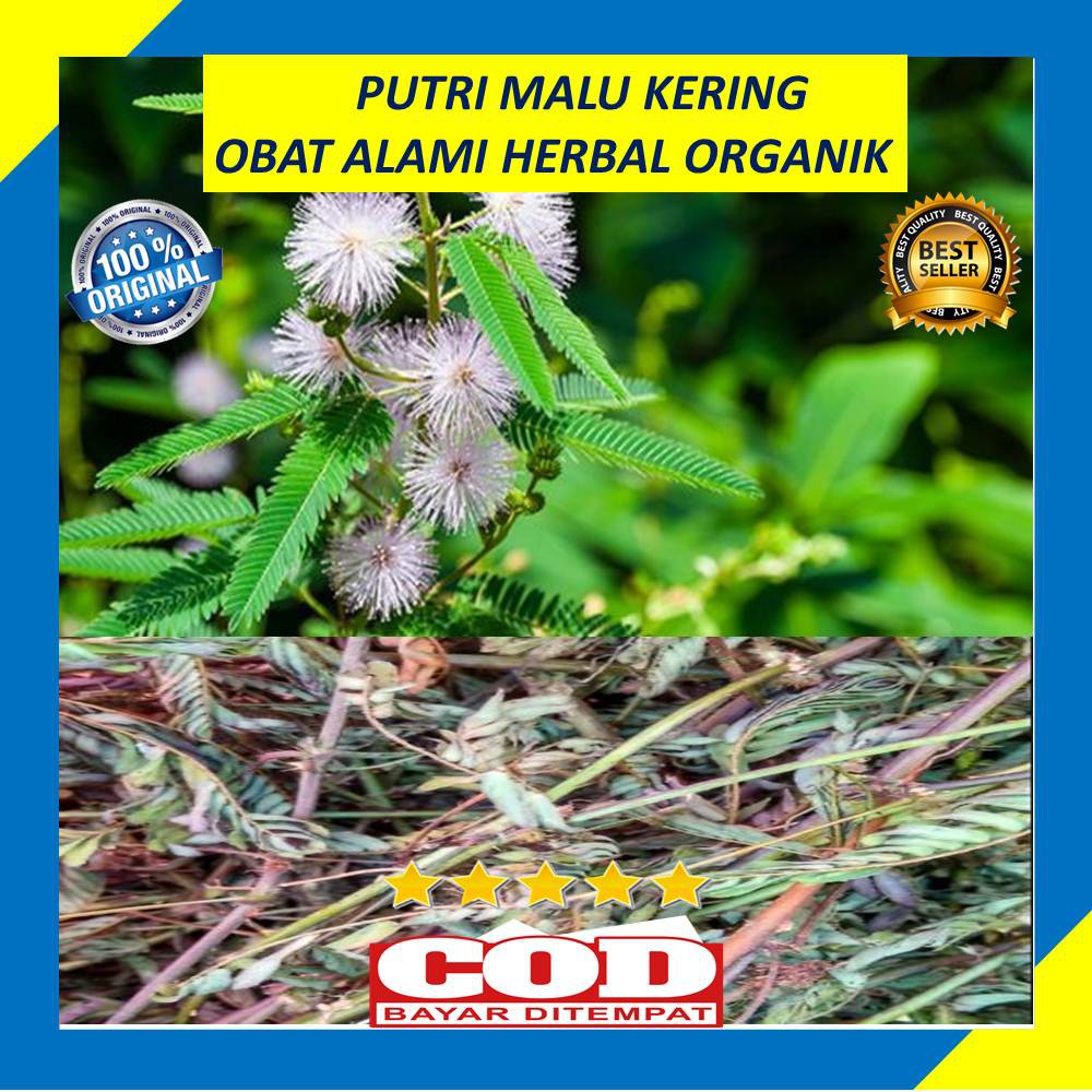 

Putri Malu Kering 250 Gram Obat Herbal Organik