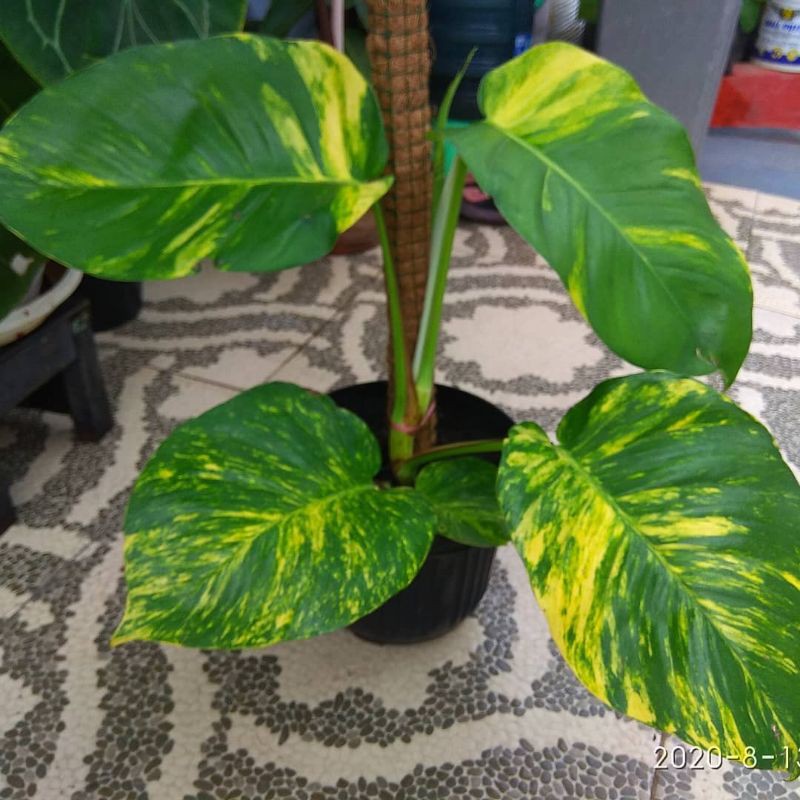 Sirih Gading Varigata jumbo daun raksasa.