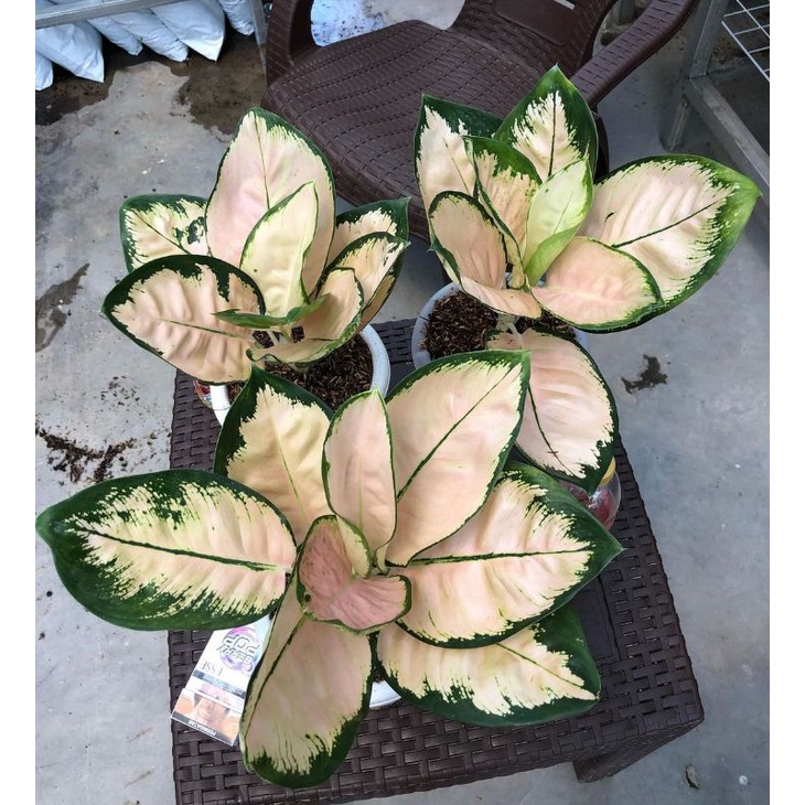 Aglonema Monalisa - AGLONEMA Monalisa