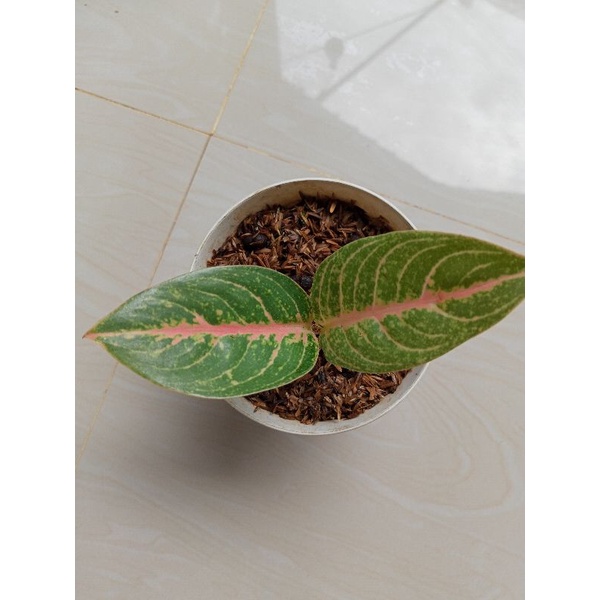 aglonema beby Harley Quinn