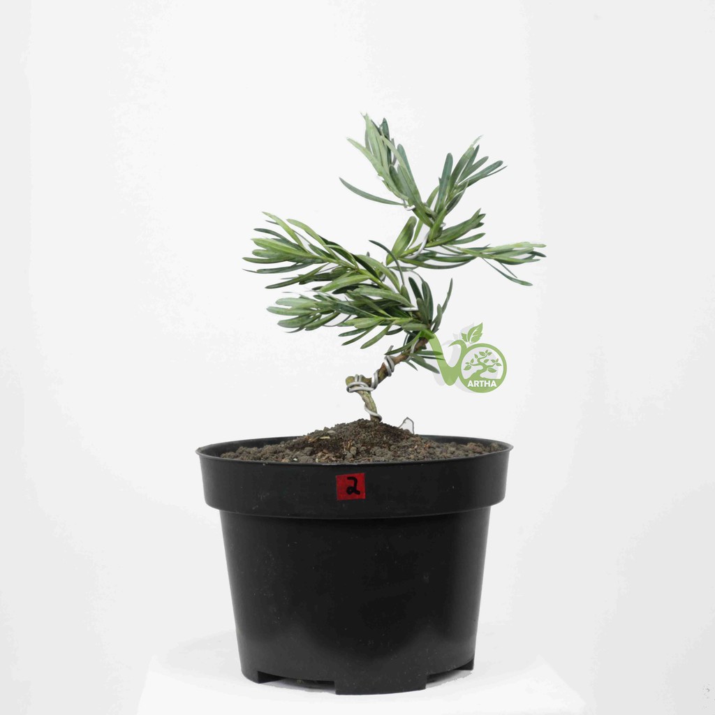 Bahan Bonsai Lohansung Blue Ice - 2