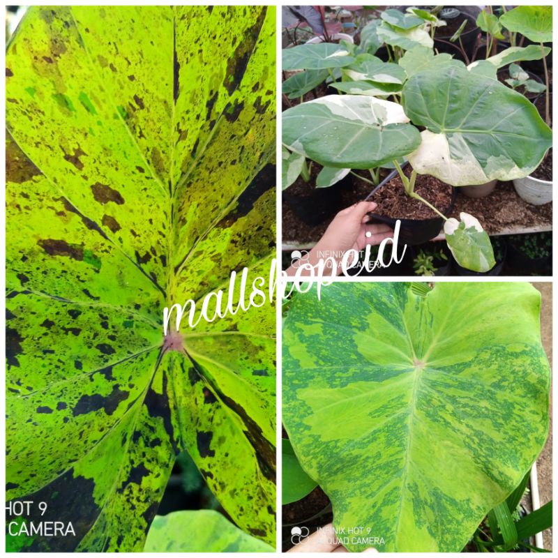 paket colocasia mojito,midorisour,gigantea thailand giant variegata