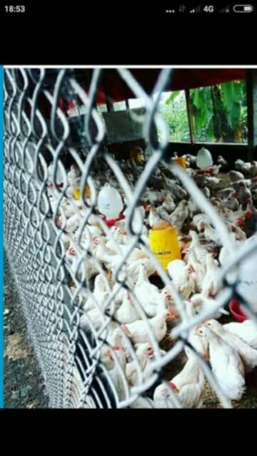 Kawat pagar kawat harmonika tinggi 1m 1,6mm